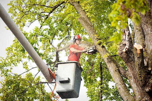 Trusted Tappahannock, VA Tree Removal Experts